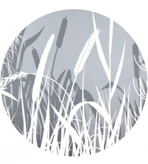 Adhesive windowfilm, reed
